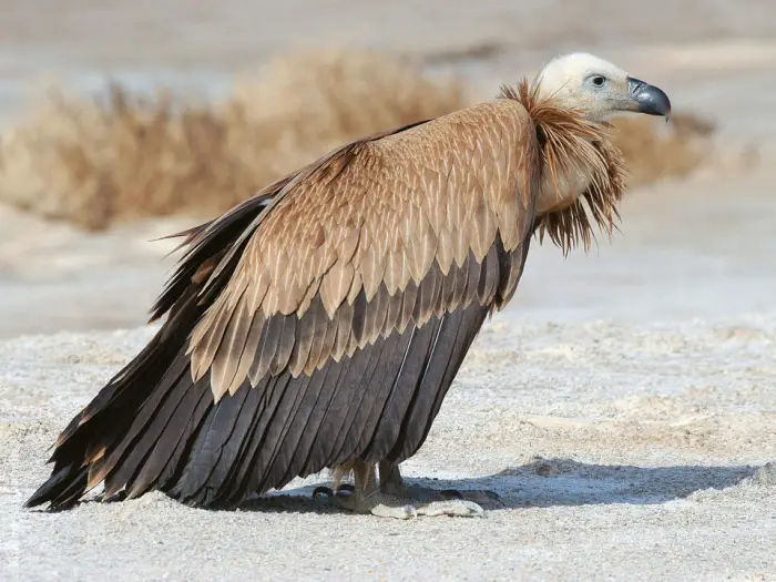 griffon vulture beautiful bird 8 pics 7