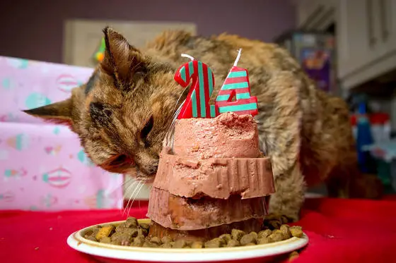 happy birthday to the oldest living cat 8 pics 3