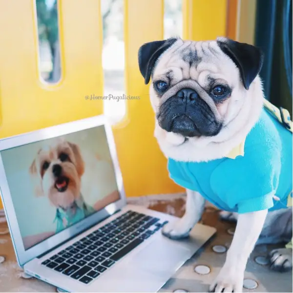 homer pugalicious is taking internet by storm 13 pictures 8