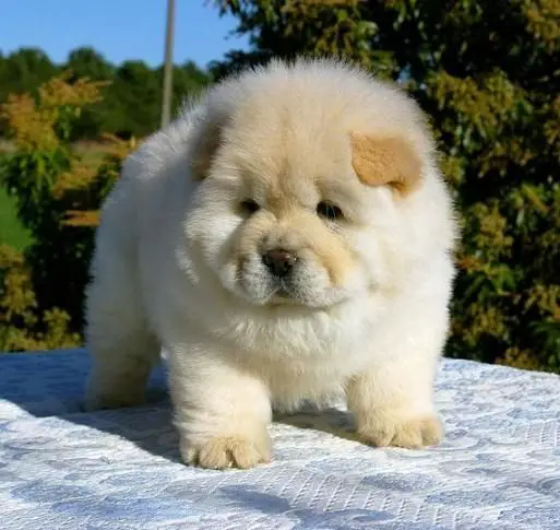 how chow might be the cutest dog breed 9 pictures 1