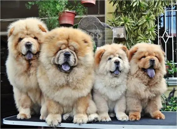 how chow might be the cutest dog breed 9 pictures 2