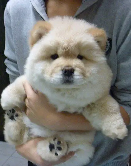 how chow might be the cutest dog breed 9 pictures 3