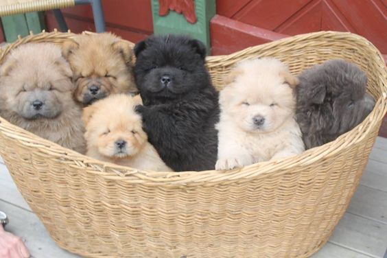 how chow might be the cutest dog breed 9 pictures 4