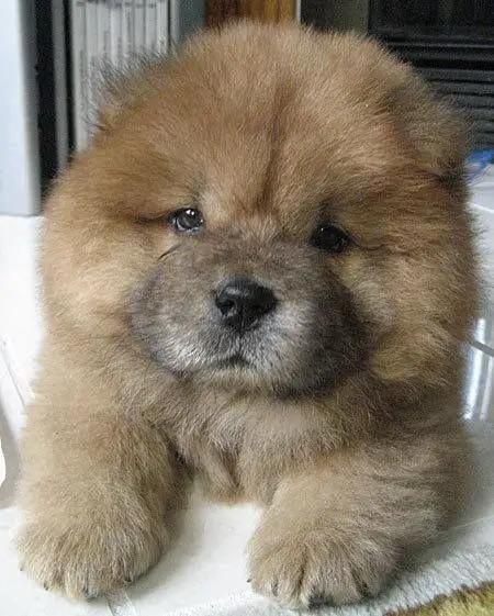 how chow might be the cutest dog breed 9 pictures 5
