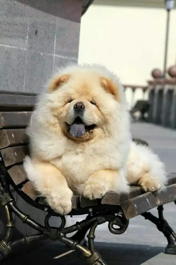 how chow might be the cutest dog breed 9 pictures 6