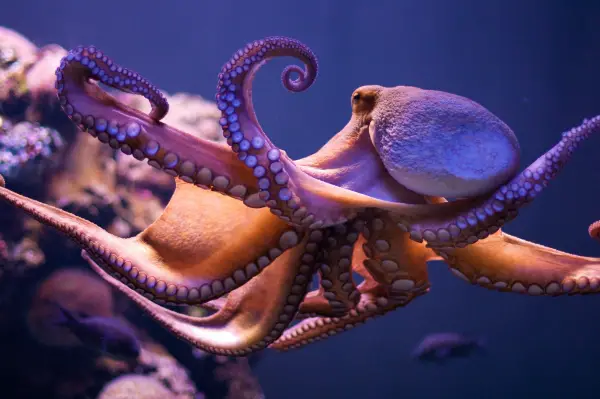 how much do you know about the octopus 8 interesting facts 4