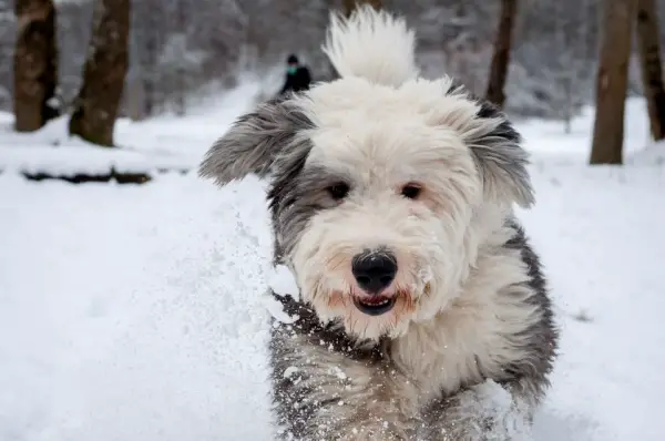 how to make your pets life easier during winter 10 pictures 4