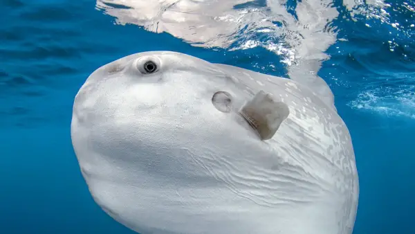 incredible journey to find the mysterious sunfish species 9 pictures 1 video 4
