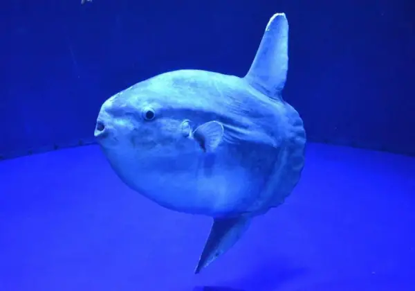 incredible journey to find the mysterious sunfish species 9 pictures 1 video 5