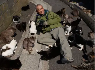 is this the cat heaven 12