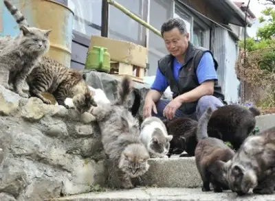is this the cat heaven 9