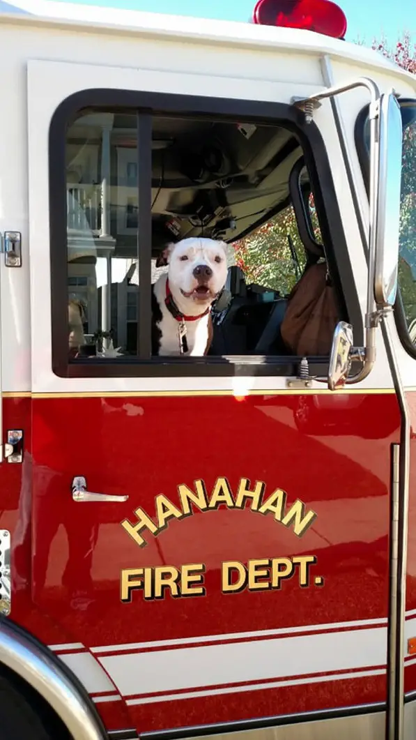 jake is the most adorable member of hannah fire department 10 pictures 10