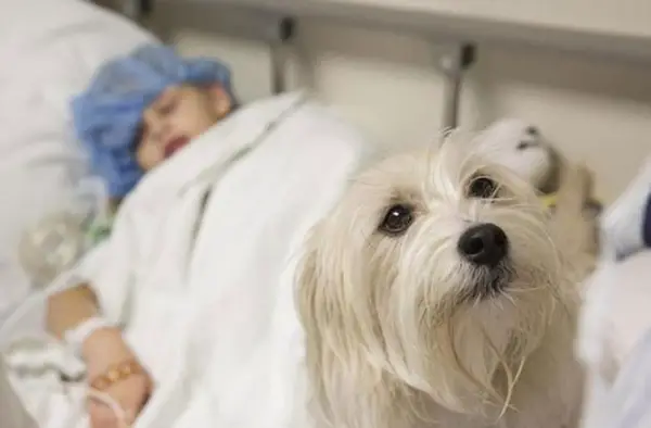 jj to the rescue adopted dog saves girls life at the operating table 2