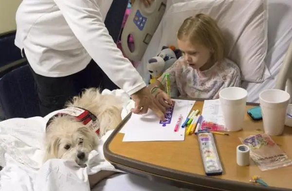 jj to the rescue adopted dog saves girls life at the operating table 3