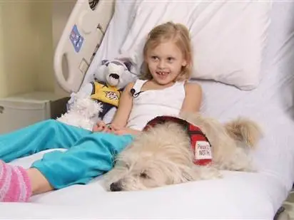 jj to the rescue adopted dog saves girls life at the operating table 7