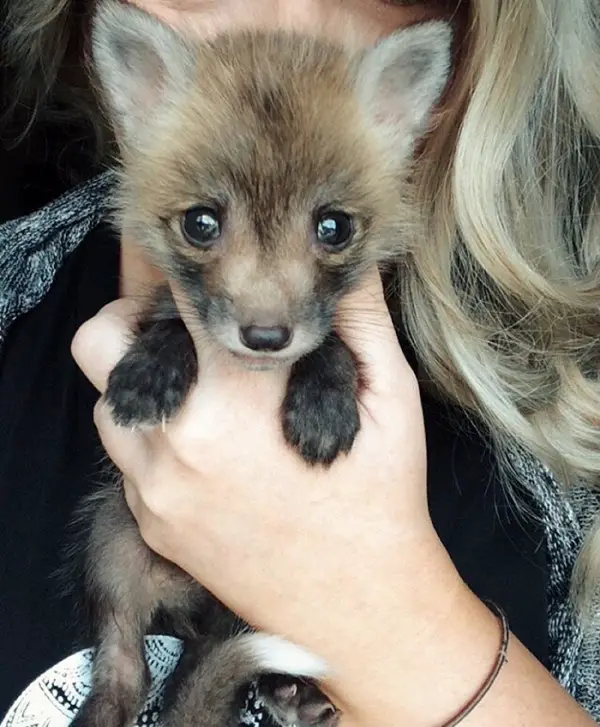juniper is the most adorable fox 13 pictures 1