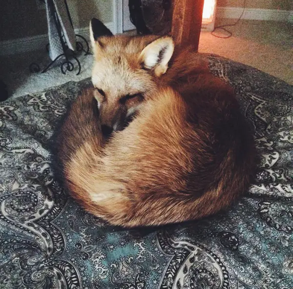 juniper is the most adorable fox 13 pictures 11