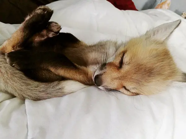 juniper is the most adorable fox 13 pictures 6