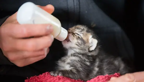 kitten saved from chimney is grateful cat today  13 pictures 4