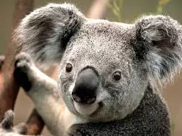 koala walks into your house whats your first move 6 pictures video 2