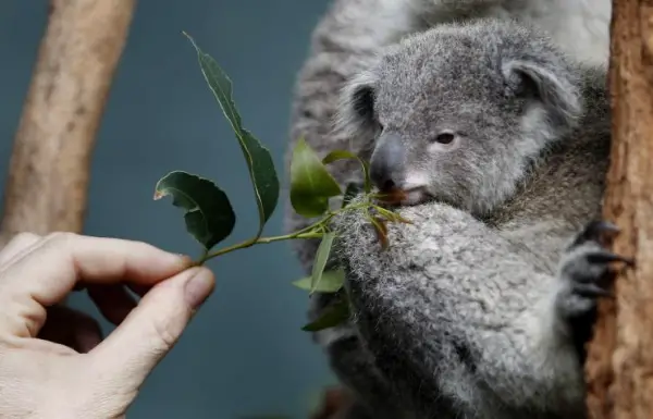 koala walks into your house whats your first move 6 pictures video 4