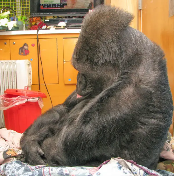 koko the gorilla who mourns the passing of robert williams 4