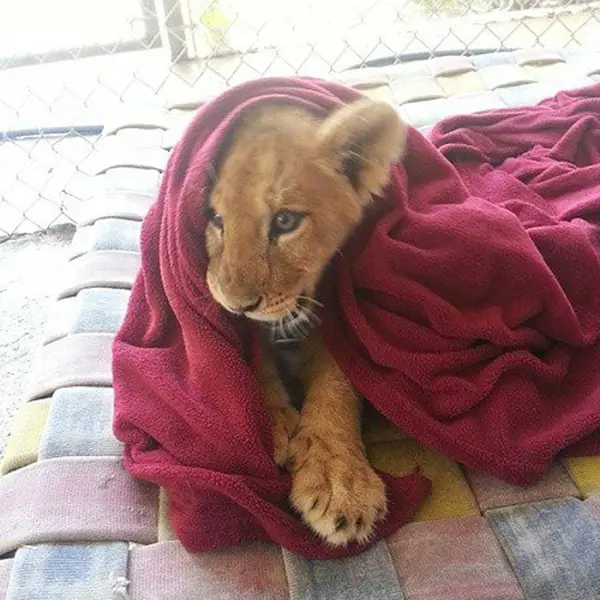 lambert the adopted lion loves his blanket 7 pictures 1 video 1