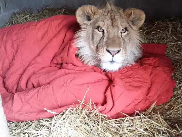 lambert the adopted lion loves his blanket 7 pictures 1 video 3