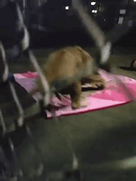 lambert the adopted lion loves his blanket 7 pictures 1 video 4