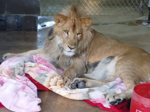 lambert the adopted lion loves his blanket 7 pictures 1 video 5