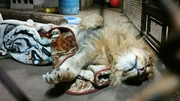 lambert the adopted lion loves his blanket 7 pictures 1 video 6