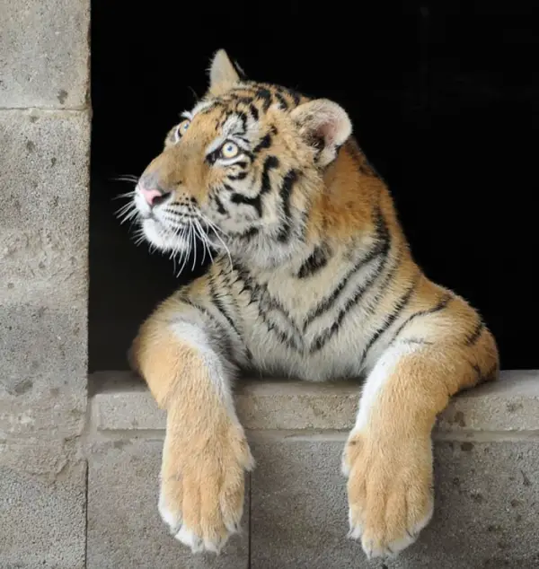 lets thank together the savior of bengal tiger aasha 9 pictures 1