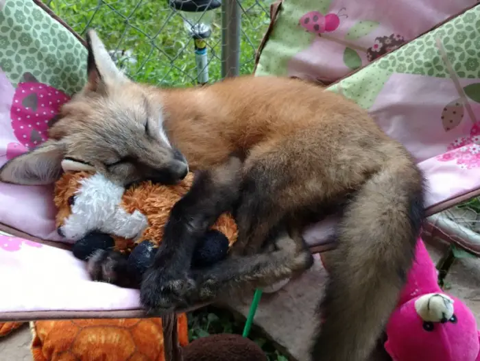 lily the fox rising star of the internet 12 images 27