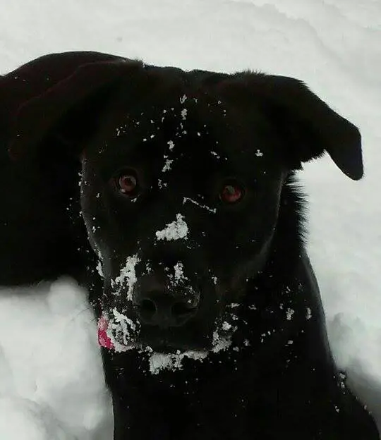 Author: Theresa Erbe-Neuberger, Description: Black dog secretly sneaks through snow