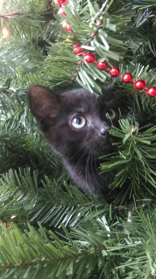 Author: Natalie Chapman, Description: Black cat hidden on christmas tree noticed its target