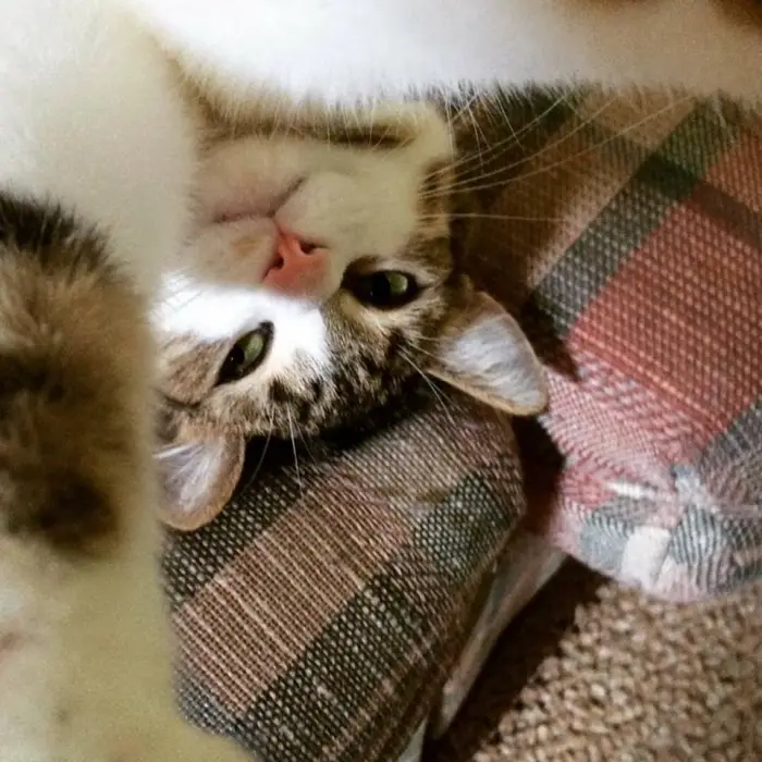 Author: Michele Mulder, Description: Upside down catty selfie