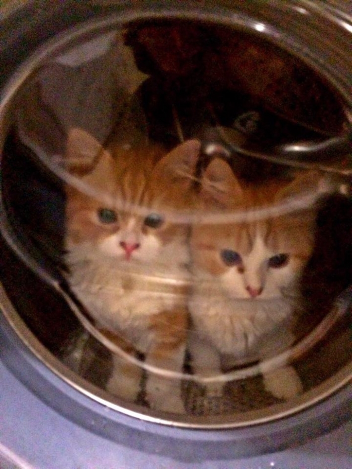Author: Spencer Bailey, Description: Two cats sit in washing machine which is, of course, a joke