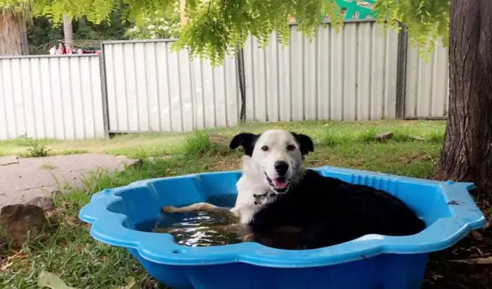 Author: Reannon Warr, Description: Dog enjoys in his big pool and happily thinks of lunch