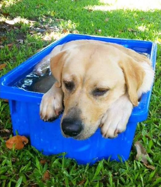 Author: Hannah Murchie, Description:A dog with very nice champagne colors bathing in a small blue tub