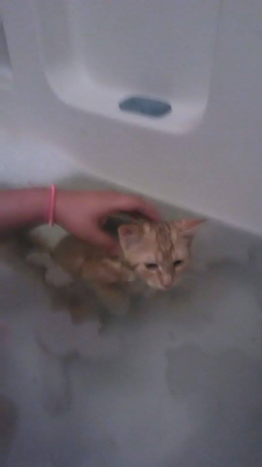 Author: Savahna Bailey, Description: Cat learns to swim in tub full of water like in swimming school