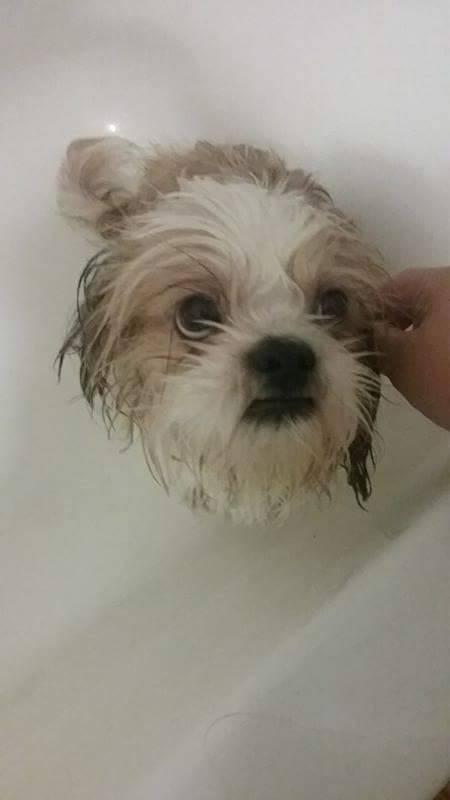 Author: Esperanza Leon, Description: Because little dog got dirty it's necessary for him to take a bath