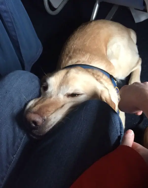 lovely moments on the plane 9 pictures 3 gifs 7