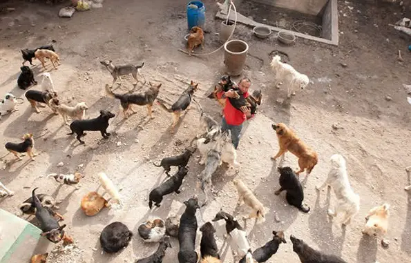 man who spent millions to save hundreds of dogs 13 pictures 5