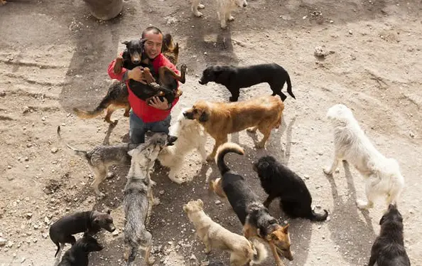 man who spent millions to save hundreds of dogs 13 pictures 6
