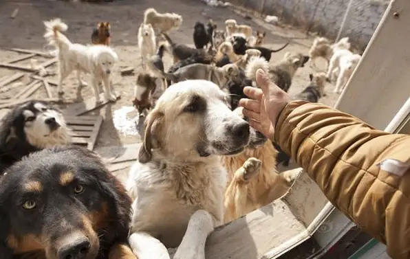 man who spent millions to save hundreds of dogs 13 pictures 7
