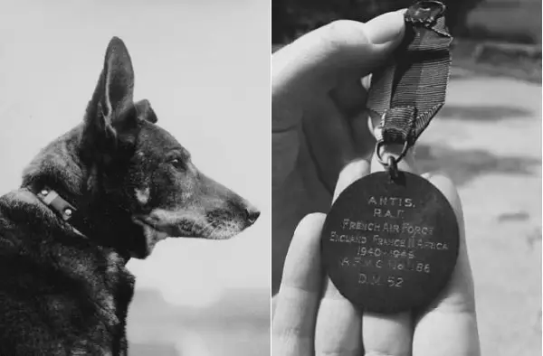 medal of honor for our animal friends 10 pictures 5