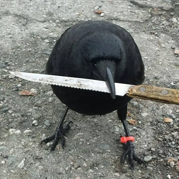 meet canuck a mischievous and friendly crow 12 pictures 3