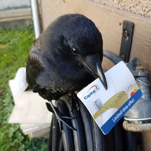 meet canuck a mischievous and friendly crow 12 pictures 6