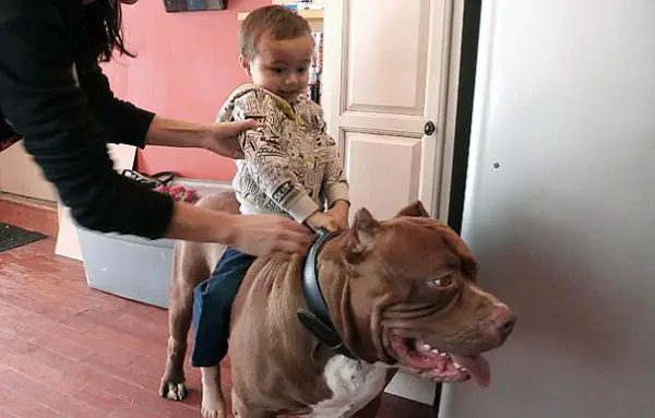 meet hulk one of the largest pitbulls out there 12 pics 5