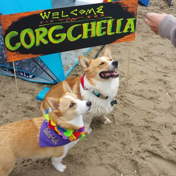 most adorable beach event featuring 600 corgis corgchella 17 pictures 13